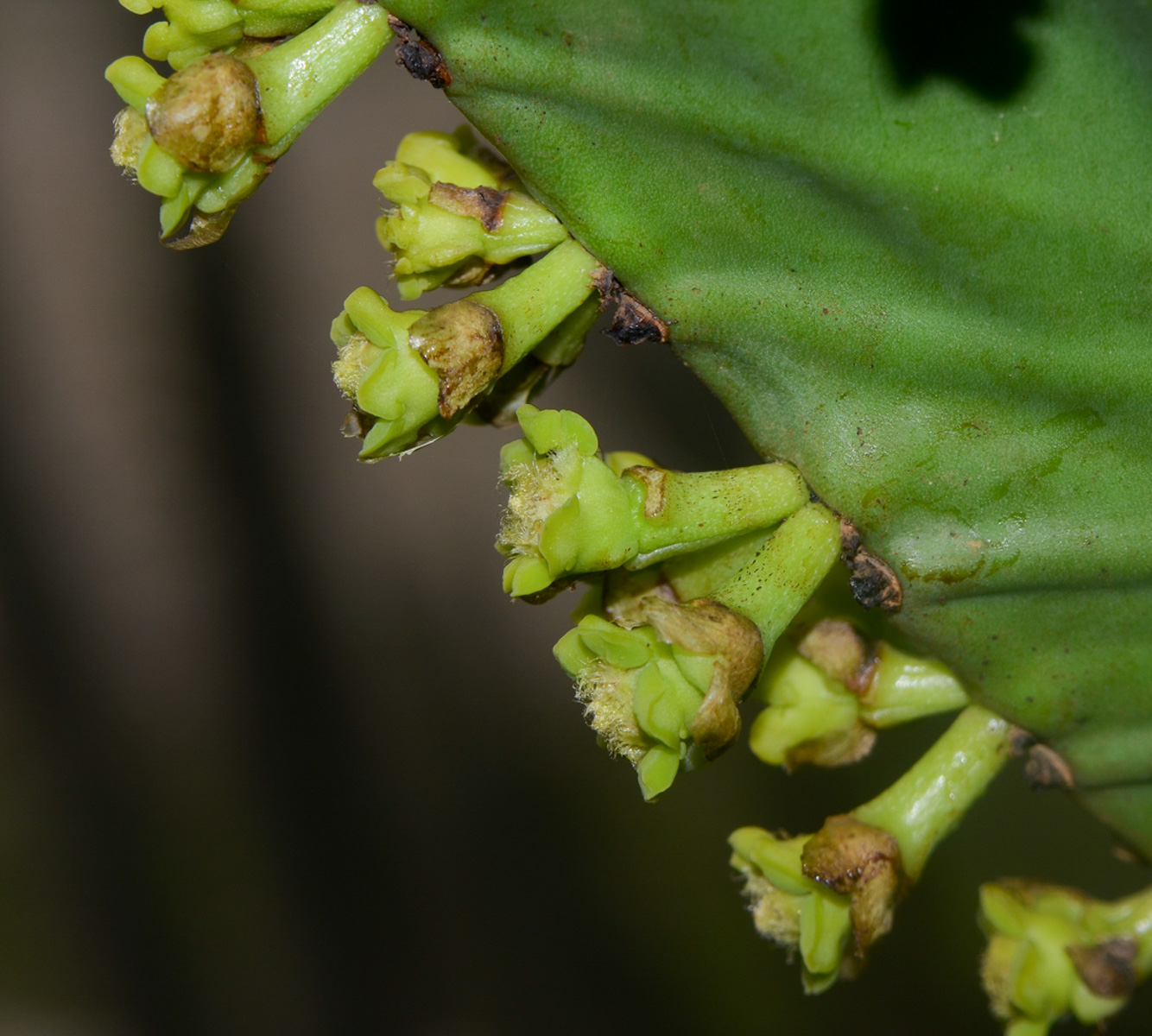 Изображение особи Euphorbia ingens.