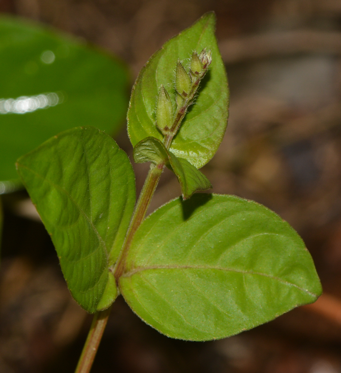 Image of Asystasia gangetica specimen.