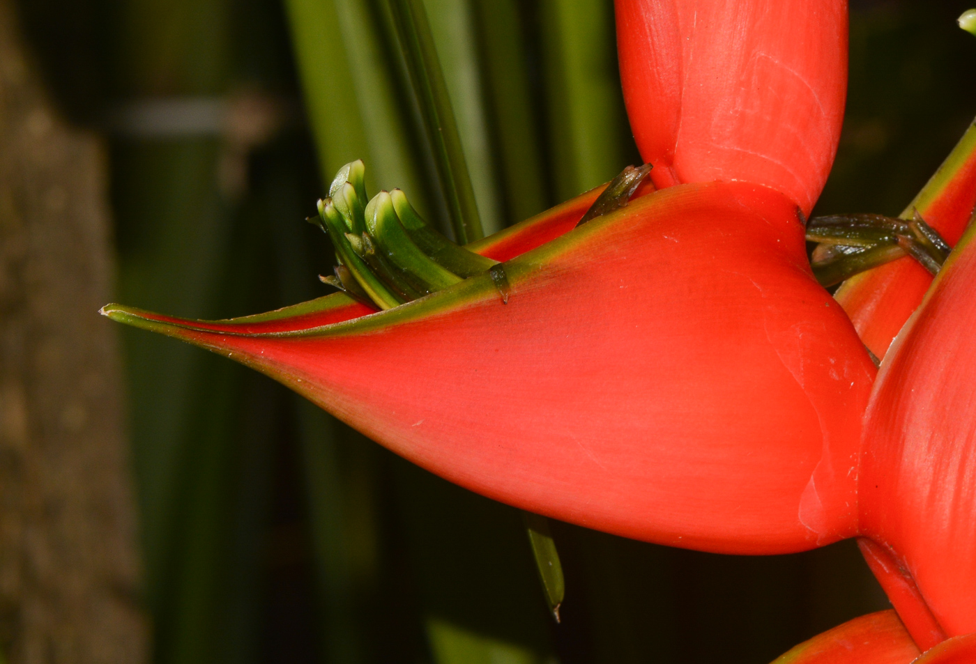 Изображение особи Heliconia stricta.