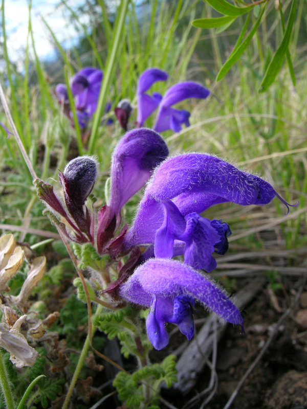 Image of Dracocephalum palmatum specimen.