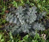 Cirsium vulgare. Молодое растение. Московская обл., Раменский р-н, окр. дер. Хрипань, садовый участок. 02.05.2017.