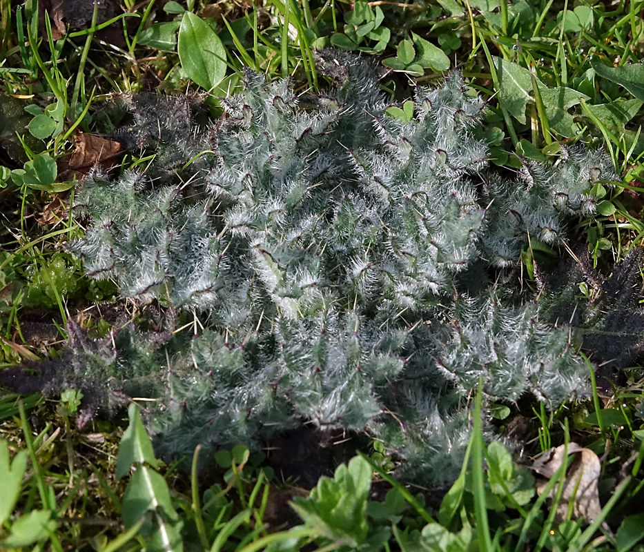 Изображение особи Cirsium vulgare.