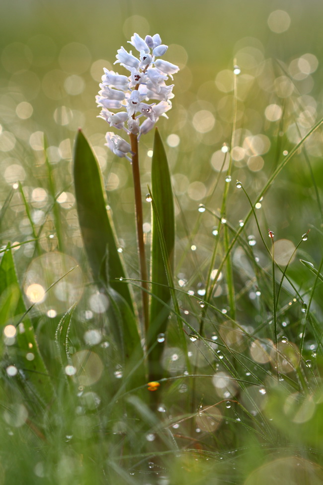 Изображение особи Hyacinthella leucophaea.