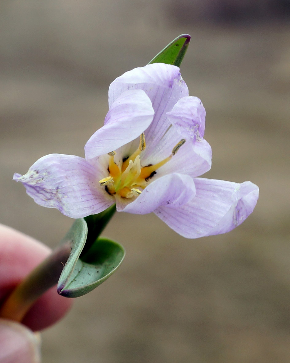 Image of Merendera raddeana specimen.