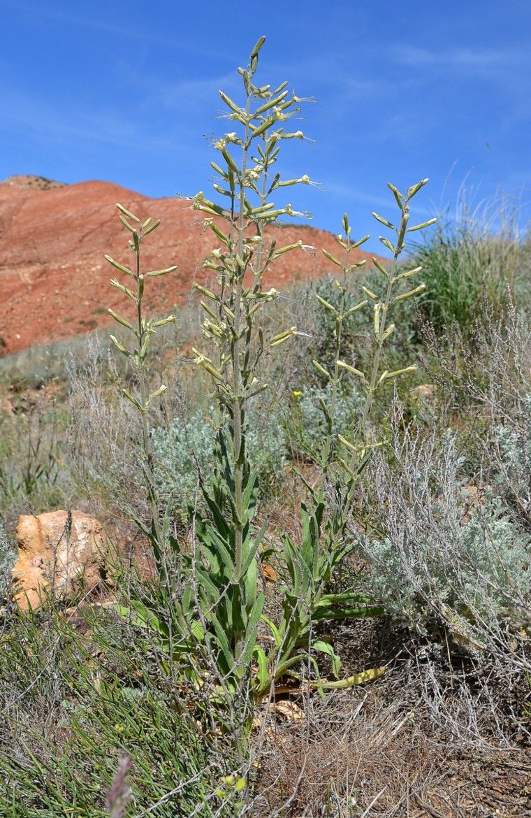 Image of Silene viscosa specimen.