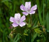 Geranium sylvaticum