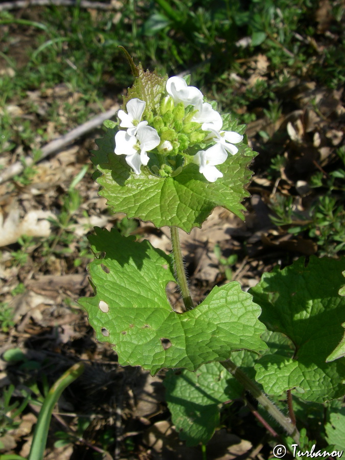 Image of Alliaria petiolata specimen.