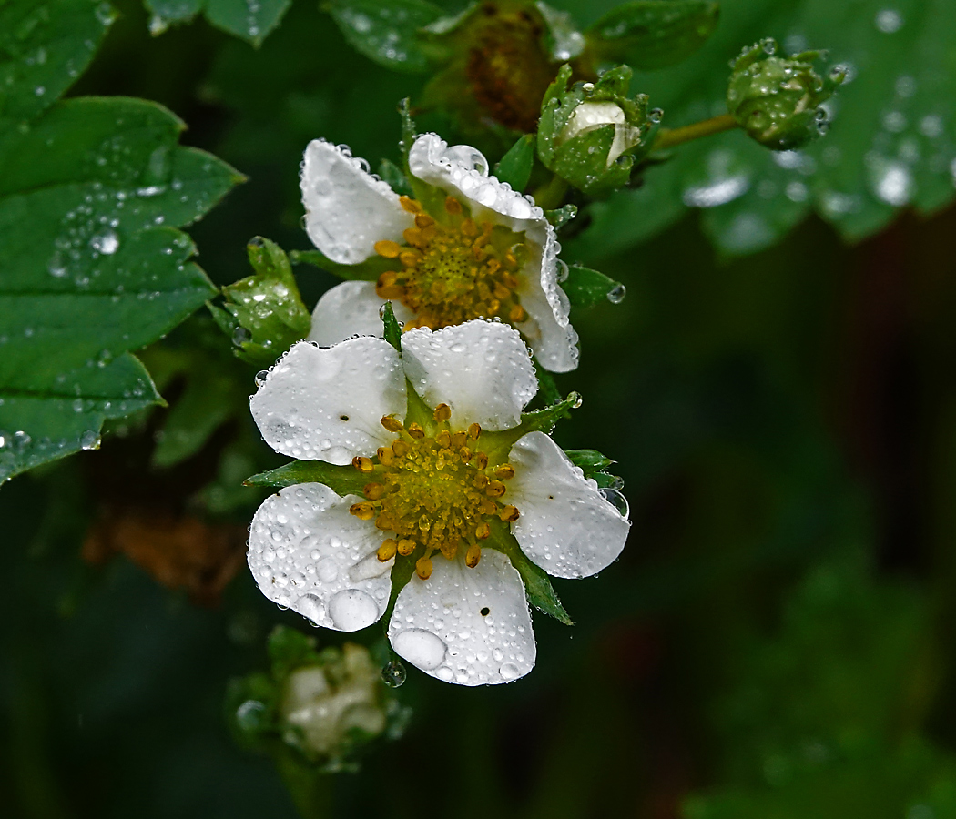 Image of Fragaria &times; ananassa specimen.