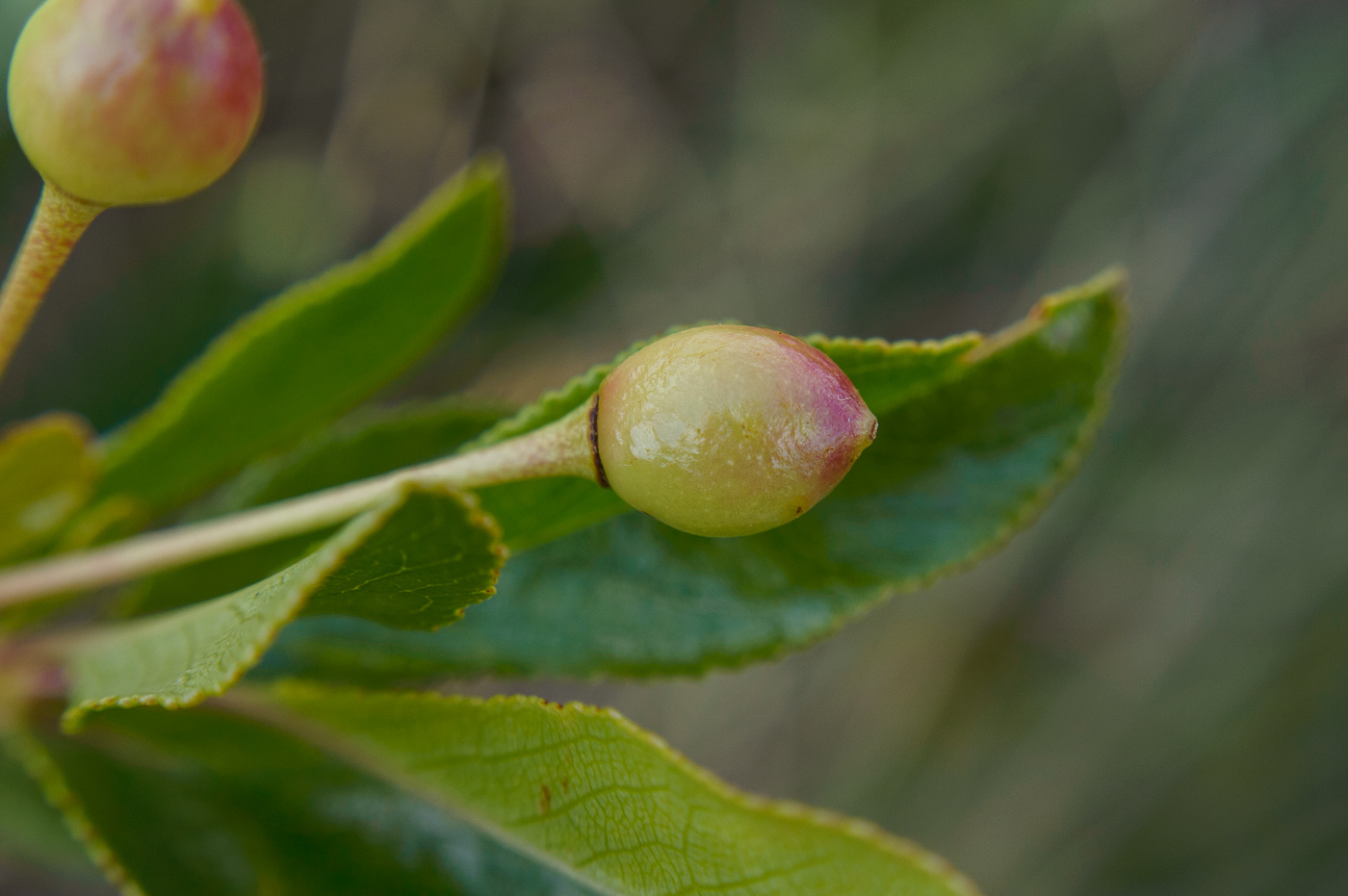 Изображение особи Cerasus fruticosa.