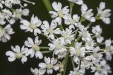 Aegopodium podagraria. Часть соцветия. Саратов, Октябрьское ущелье, широколиственный смешанный лес. 08.07.2017.