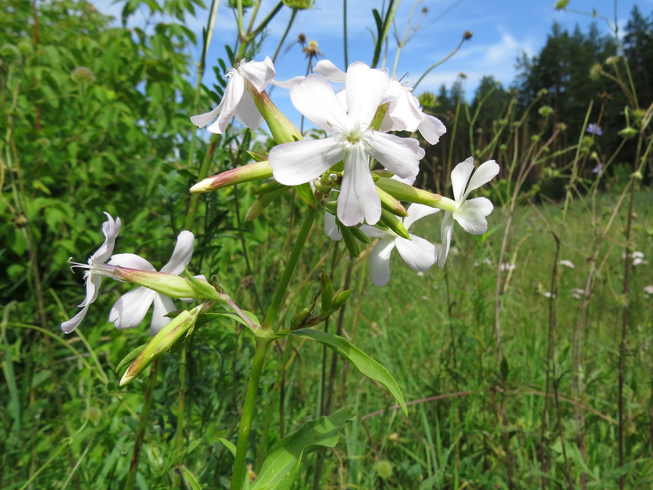 Image of Saponaria officinalis specimen.