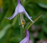 genus Hosta