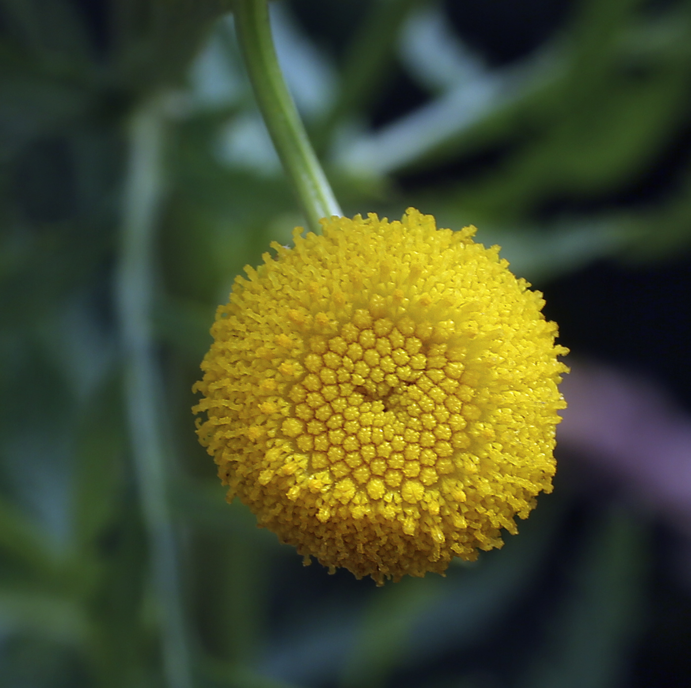 Изображение особи Tanacetum vulgare.