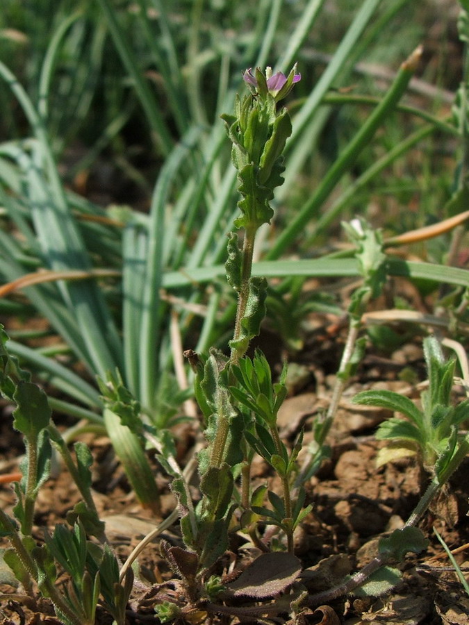 Изображение особи Legousia hybrida.