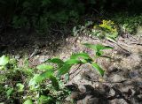 Senecio propinquus