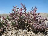 genus Salsola. Вегетирующее растение. Казахстан, окр. ю-з. угла оз. Балхаш, солончаковая прибрежная пустыня. 24 мая 2017 г.