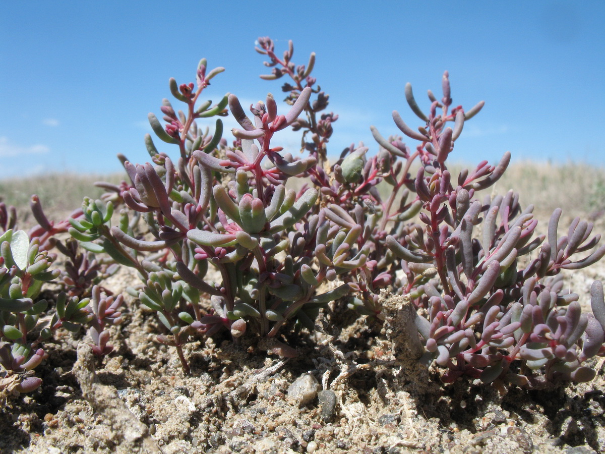 Image of genus Salsola specimen.