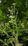 Carduus crispus