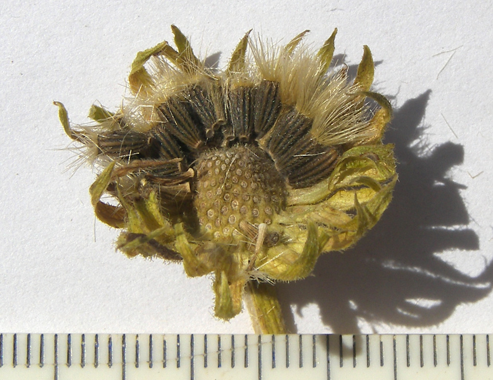 Image of Doronicum oblongifolium specimen.
