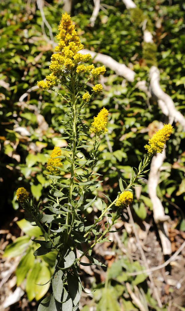 Изображение особи род Solidago.