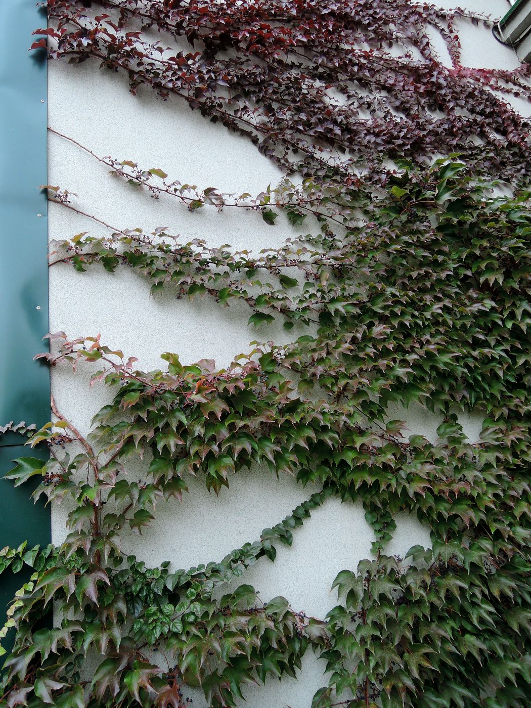 Image of Parthenocissus tricuspidata specimen.