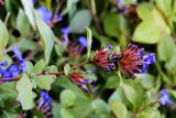 Ceratostigma willmottianum