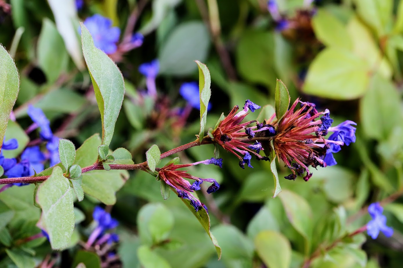 Изображение особи Ceratostigma willmottianum.