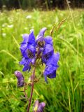 род Aconitum