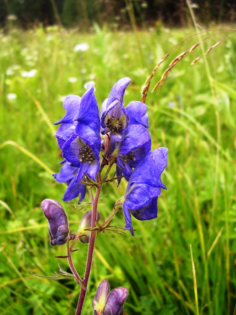 Изображение особи род Aconitum.
