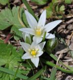 Ornithogalum sintenisii
