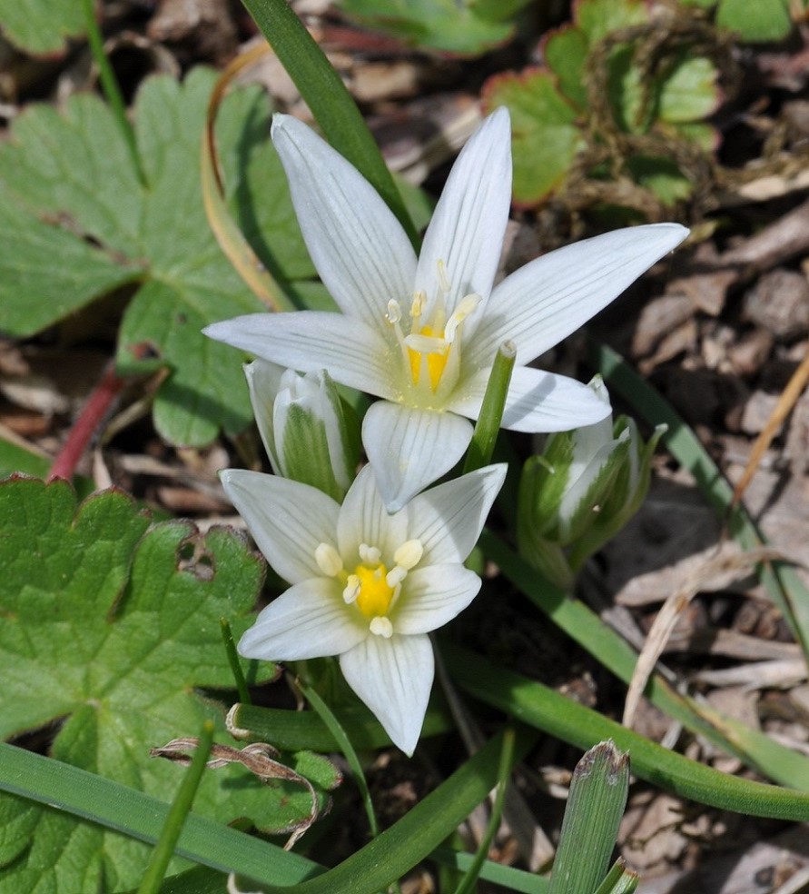Image of Ornithogalum sintenisii specimen.