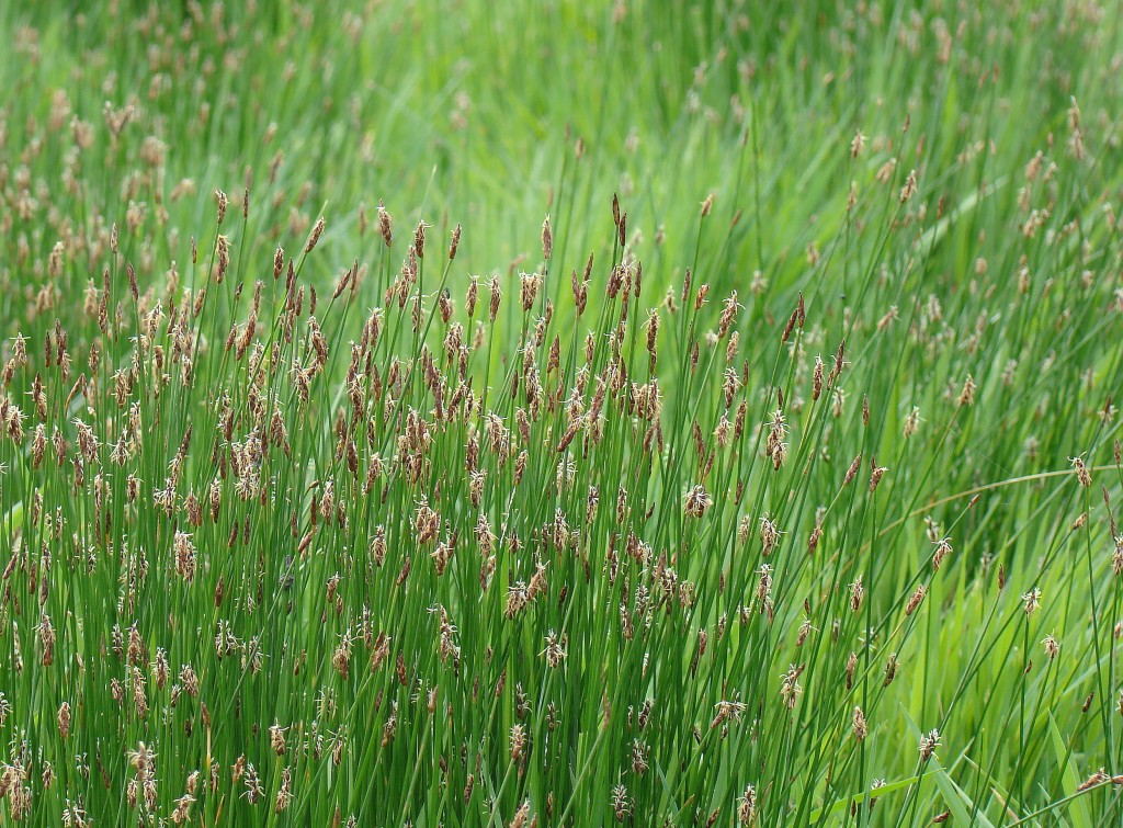 Изображение особи Eleocharis uniglumis.