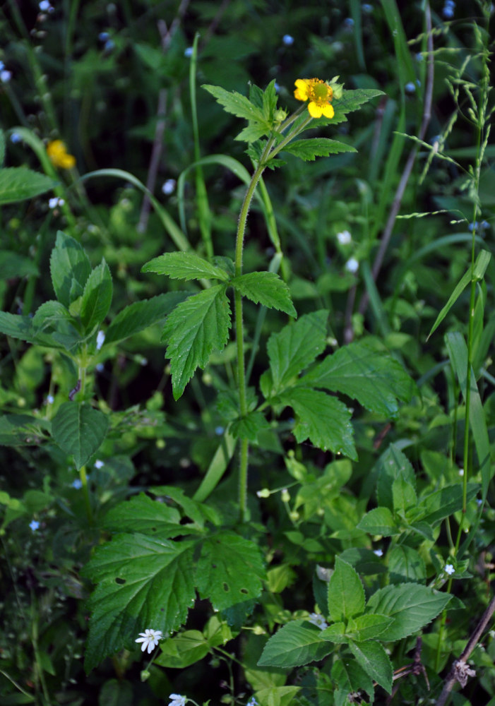 Изображение особи Geum aleppicum.