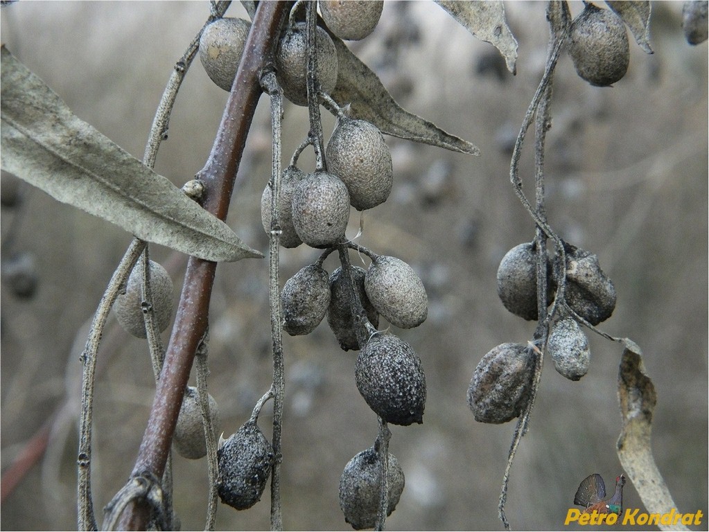 Image of Elaeagnus angustifolia specimen.