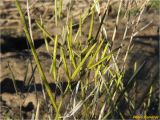 Diplotaxis tenuifolia. Средняя часть стебля и верхушки побегов с плодами. Украина, г. Николаев, Заводской р-н, парк \"Лески\", опушка соснового леса. 26.12.2017.