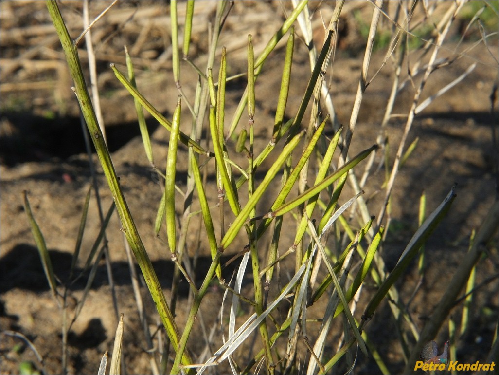 Изображение особи Diplotaxis tenuifolia.