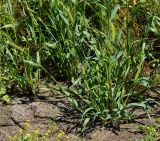 Setaria pumila. Средняя и нижняя части цветущего растения. Восточный Казахстан, г. Усть-Каменогорск, правый берег р. Иртыш, высыхающая часть заболоченного луга. 09.08.2017.