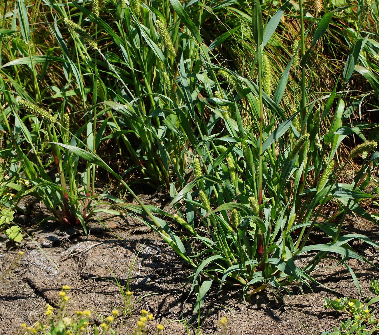 Image of Setaria pumila specimen.