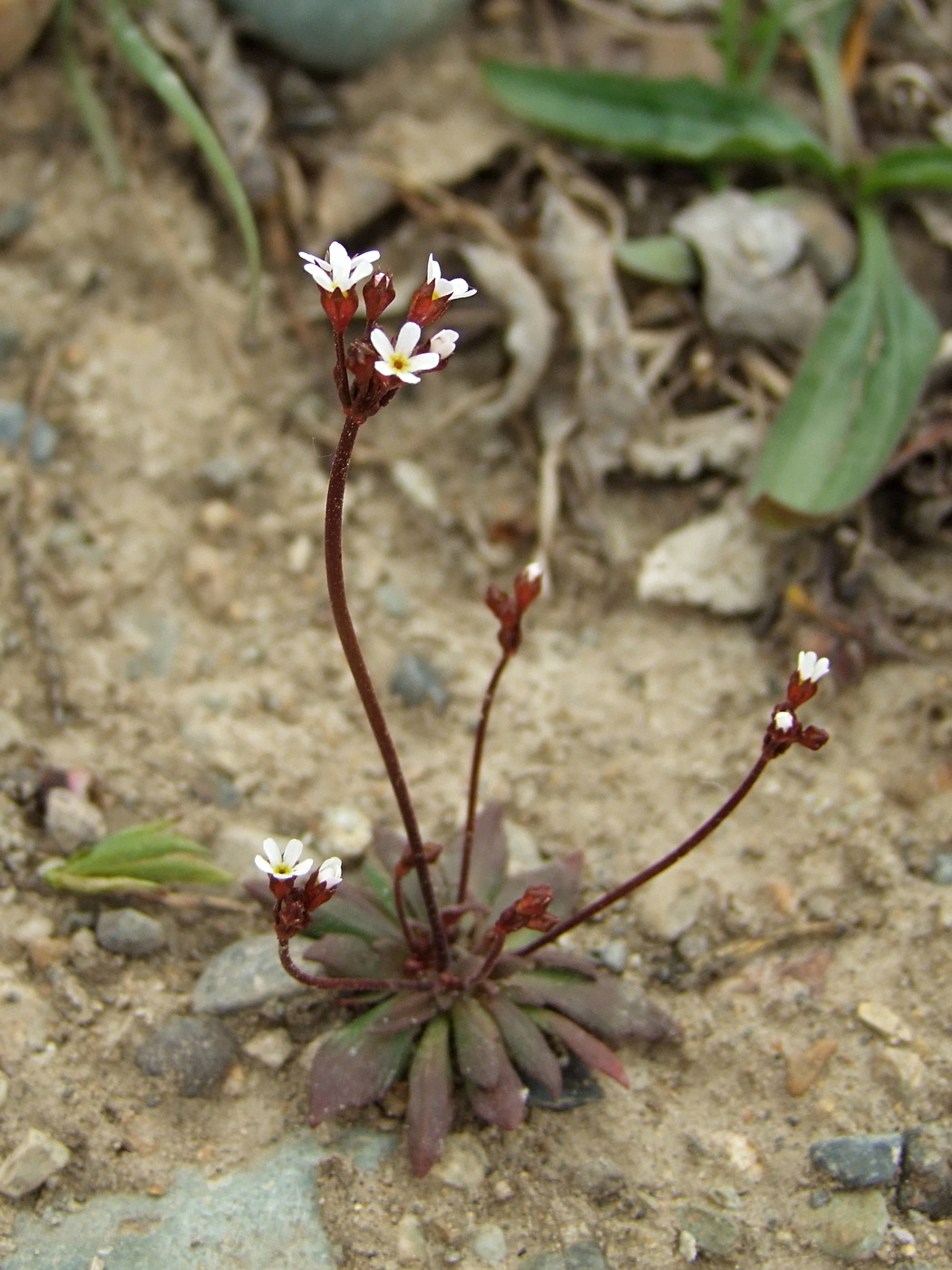 Image of Androsace septentrionalis specimen.