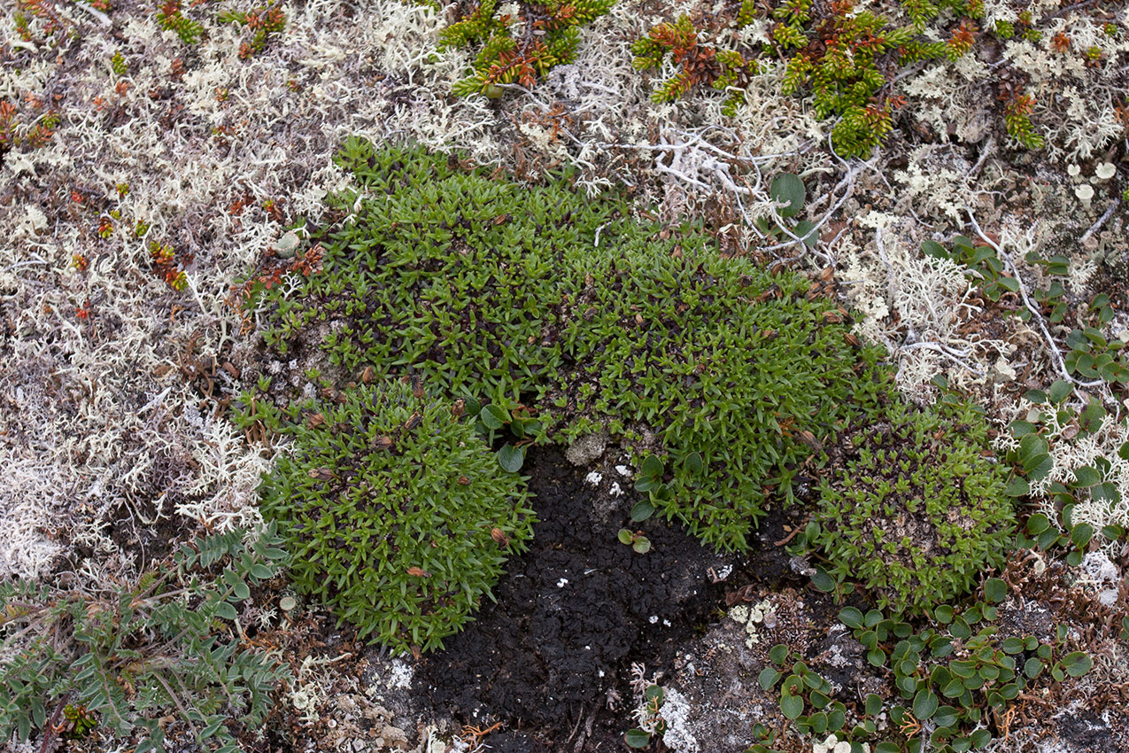 Image of Silene acaulis specimen.