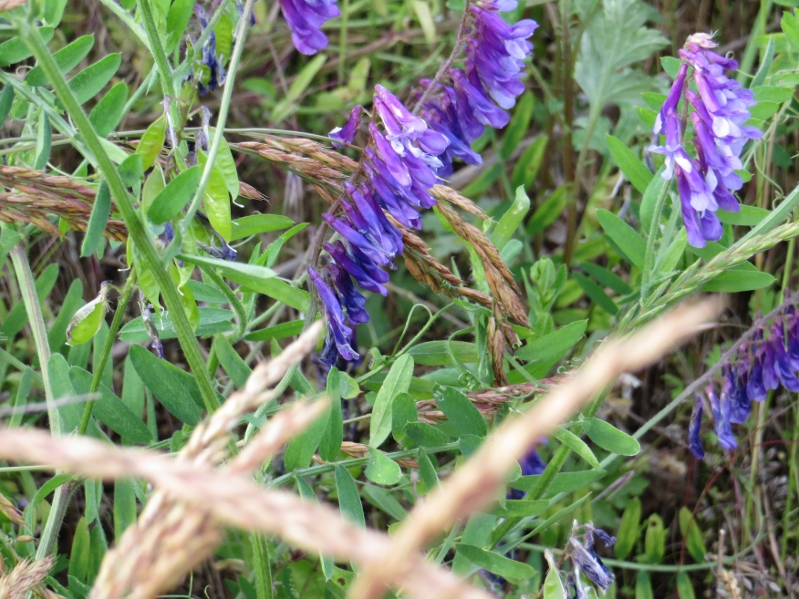 Изображение особи Vicia villosa.