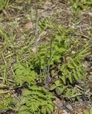 Pimpinella saxifraga. Вегетирующее растение. Пермский край, г. Пермь, Кировский р-н, дер. Оборино, кооператив \"Якорь\", покрытая травянистой растительностью полка вдоль песчаного берега р. Кама. 18.06.2017.