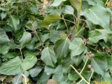 Hedera helix. Верхушки побегов плодоносящего растения. Украина, г. Николаев, Заводской р-н, Намыв, берег р. Южный Буг. 18.02.2018.