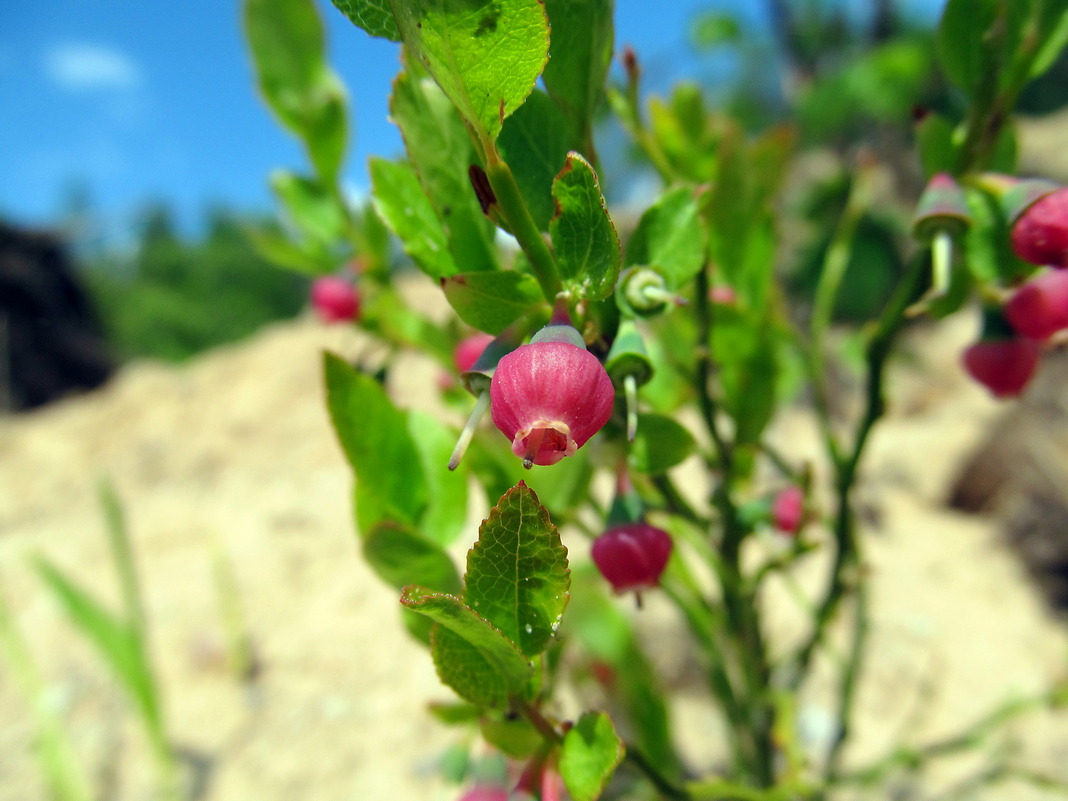 Image of Vaccinium myrtillus specimen.