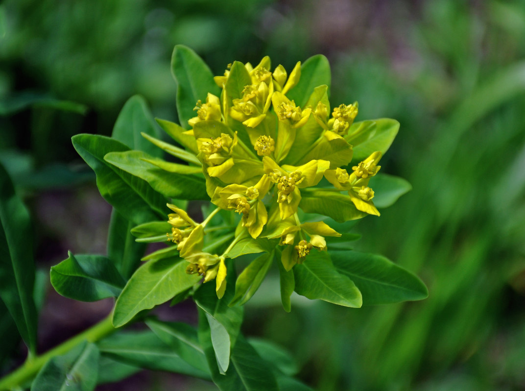 Изображение особи Euphorbia eugeniae.