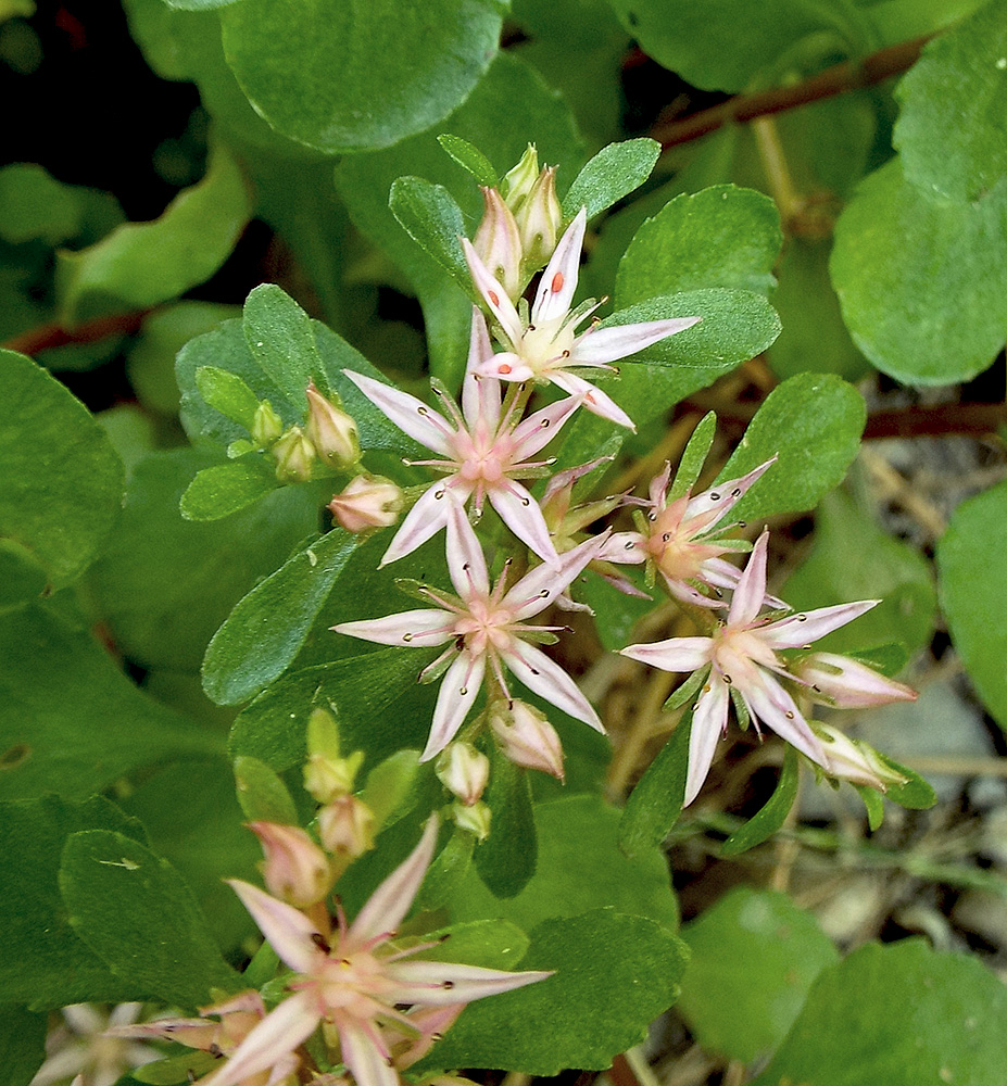 Изображение особи Sedum stoloniferum.