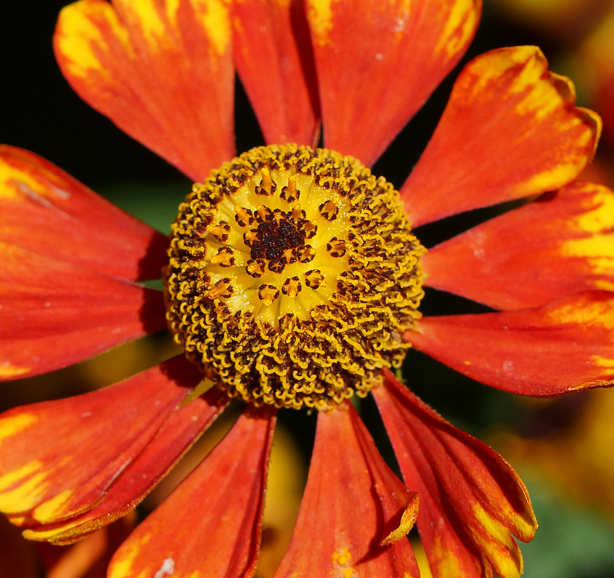 Изображение особи Helenium autumnale.