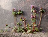 Lamium purpureum. Цветущие растения. Краснодарский край, г. Краснодар, у фундамента дома. 27.03.2018.