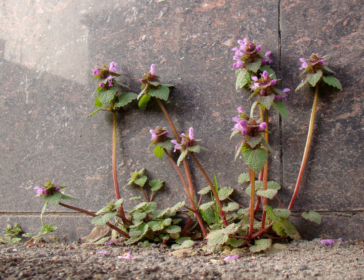 Изображение особи Lamium purpureum.