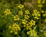 Pastinaca sylvestris. Соцветие с муравьём. Пермский край, г. Пермь, Кировский р-н, обочина грунтовой дороги около Красавинского моста. 30 июля 2017 г.